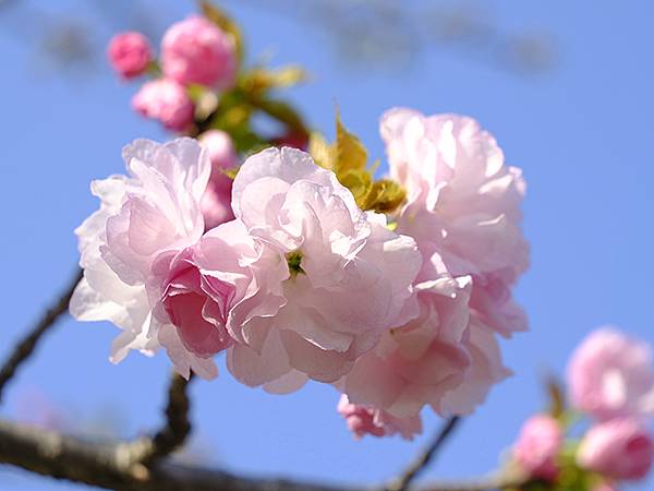 Japan cb b7.JPG Japan cb b7.JPG