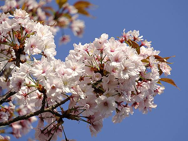 Japan cb b8.JPG Japan cb b8.JPG