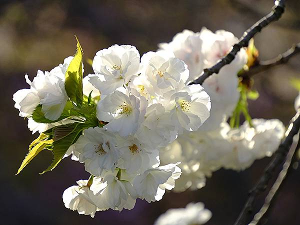 Japan cb b9.JPG Japan cb b9.JPG