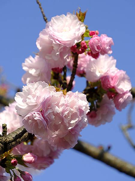 Japan cb b10.JPG Japan cb b10.JPG