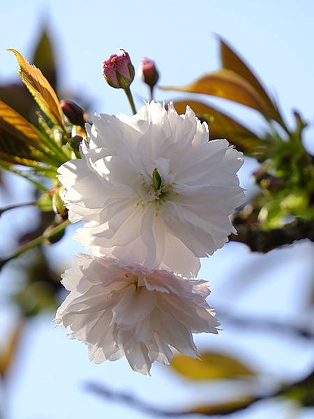 Japan cb c1.JPG Japan cb c1.JPG