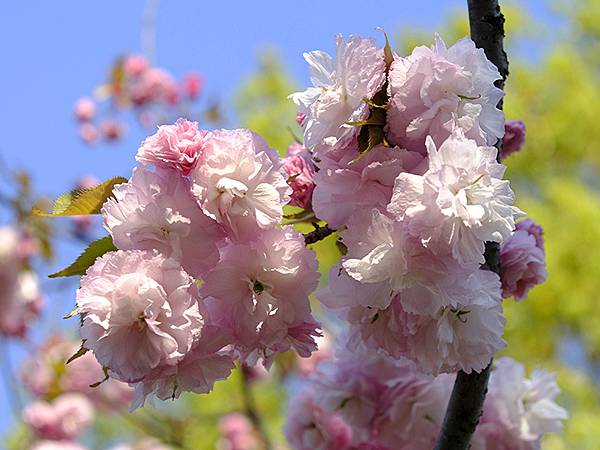 Japan cb c4.JPG Japan cb c4.JPG