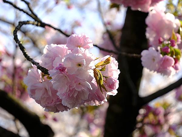 Japan cb c6.JPG Japan cb c6.JPG