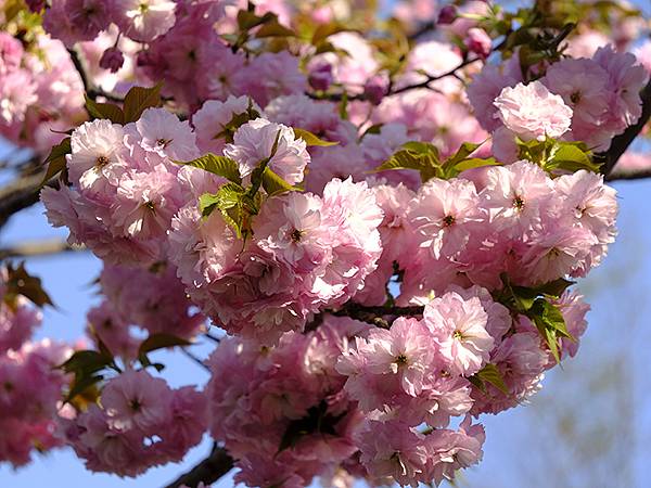 Japan cb c7.JPG Japan cb c7.JPG