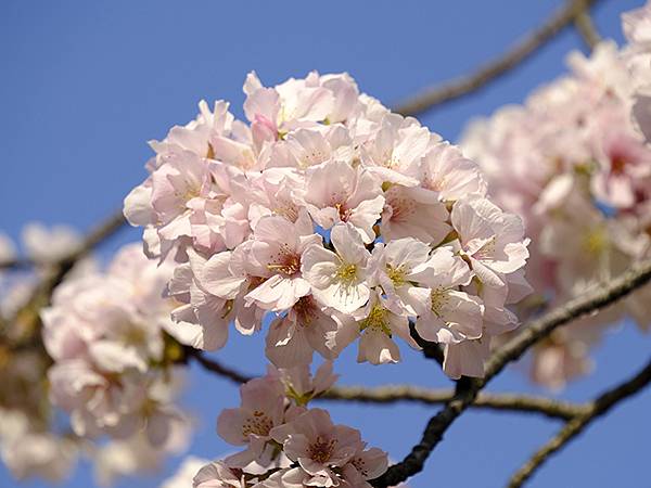 Japan cb c9.JPG Japan cb c9.JPG