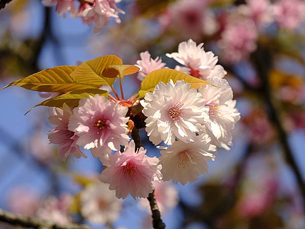 Japan cb c8.JPG Japan cb c8.JPG