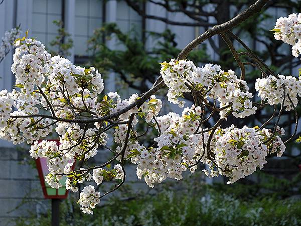 Japan cb c10.JPG Japan cb c10.JPG