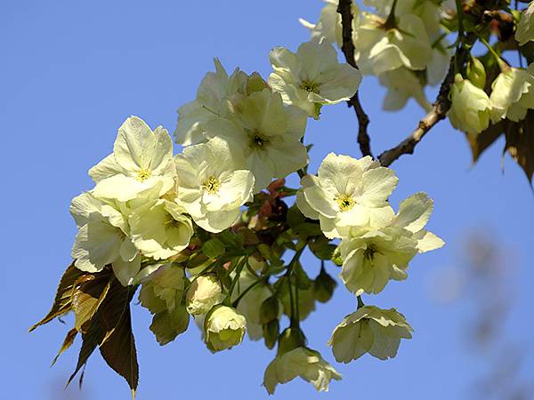 Japan cb d3.JPG Japan cb d3.JPG