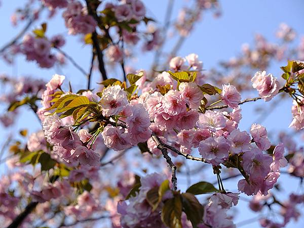 Japan cb d1.JPG Japan cb d1.JPG