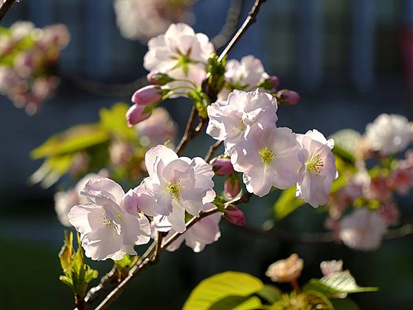 Japan cb d4.JPG Japan cb d4.JPG