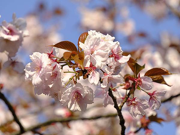 Japan cb d5.JPG Japan cb d5.JPG