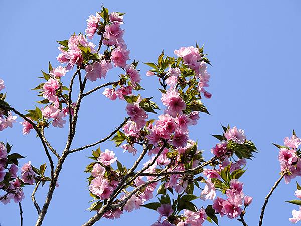 Japan cb d6.JPG Japan cb d6.JPG