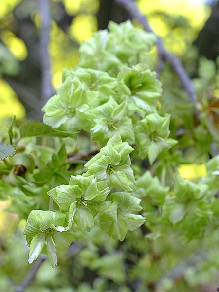 Japan cb d7.JPG Japan cb d7.JPG