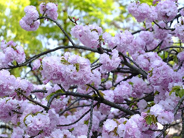 Japan cb d8.JPG Japan cb d8.JPG