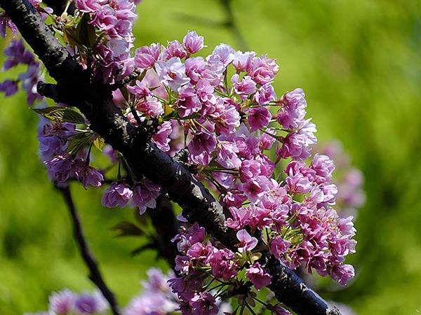 Japan cb d9.JPG Japan cb d9.JPG