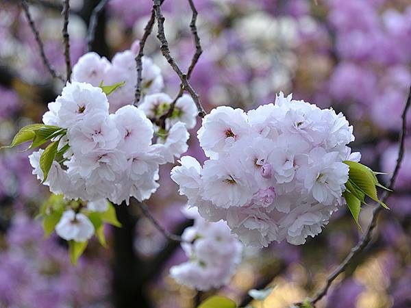 Japan cb d10.JPG Japan cb d10.JPG