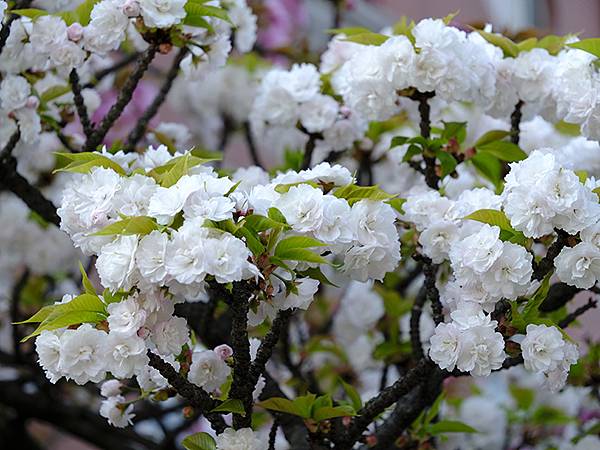 Japan cb e1.JPG Japan cb e1.JPG