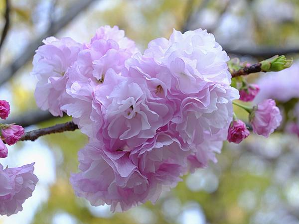 Japan cb e3.JPG Japan cb e3.JPG