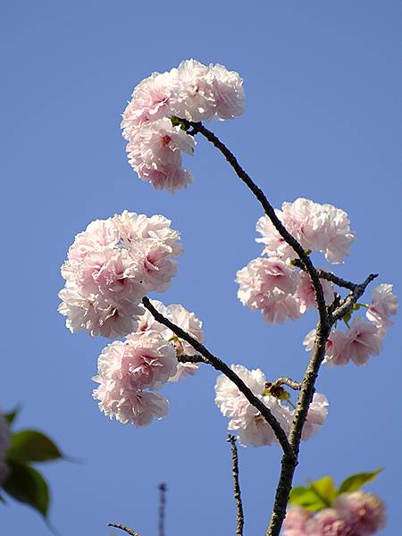 Japan cb e2.JPG Japan cb e2.JPG