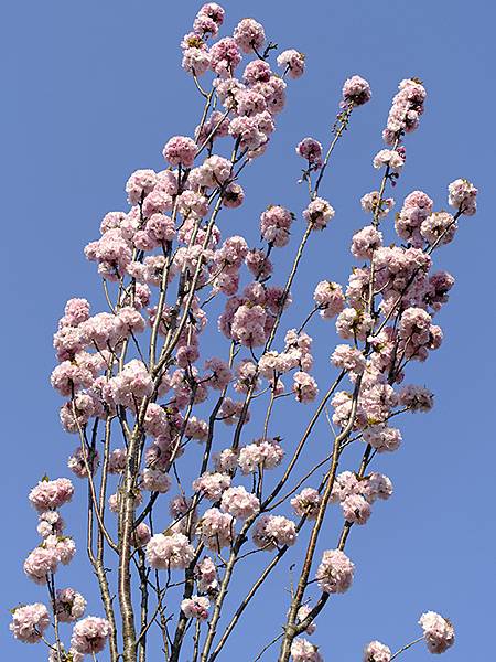 Japan cb e4.JPG Japan cb e4.JPG