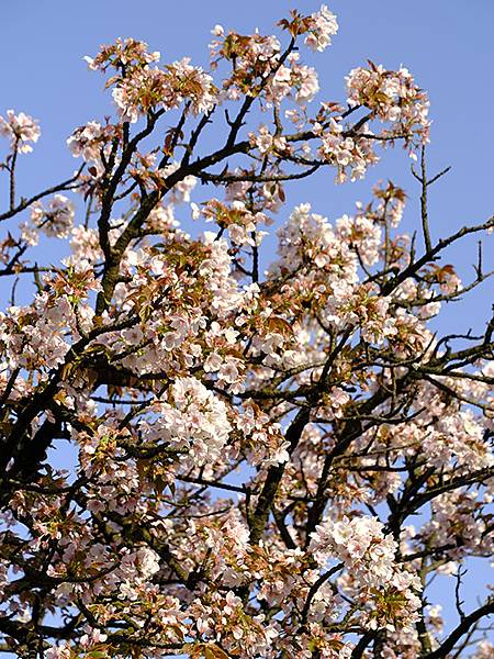 Japan cb e5.JPG Japan cb e5.JPG