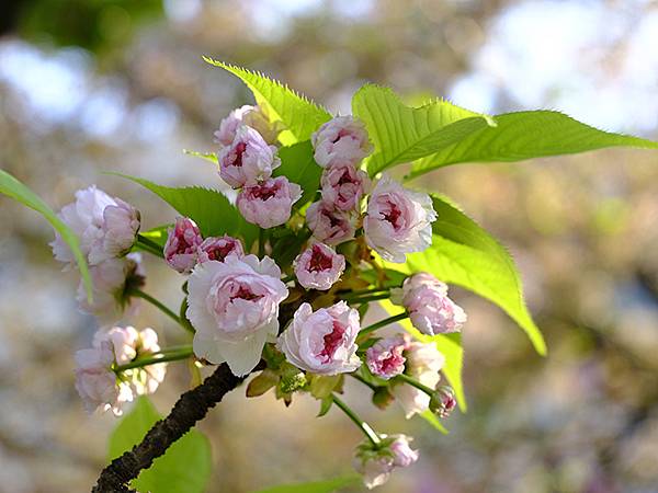 Japan cb e6.JPG Japan cb e6.JPG