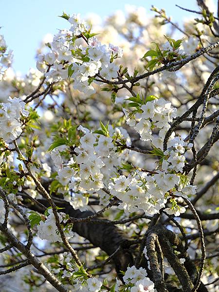 Japan cb e8.JPG Japan cb e8.JPG