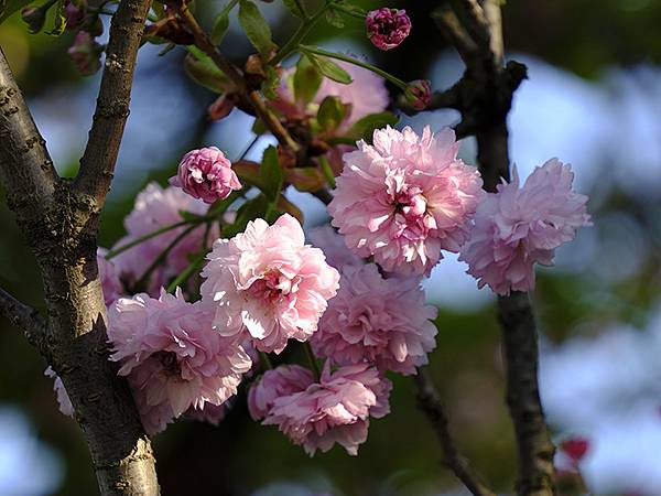 Japan cb e7.JPG Japan cb e7.JPG