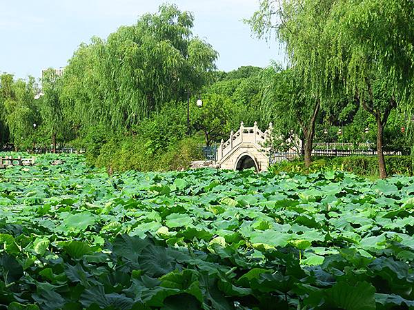 中國解封遊‧蘇州(五)‧平江路和東園(Pingjiang R