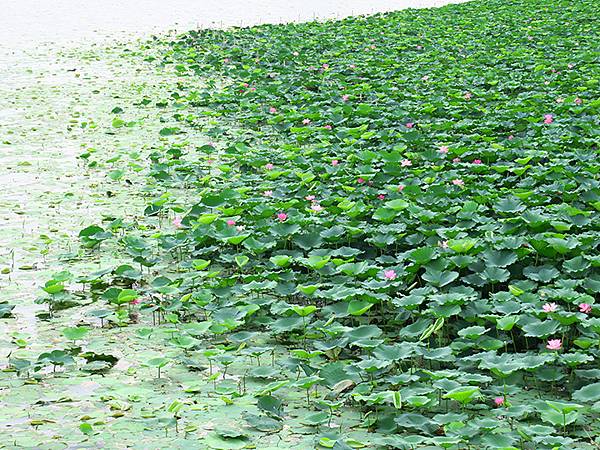 中國解封遊‧南京(二)‧玄武湖(上)‧賞荷(Xuanwu L