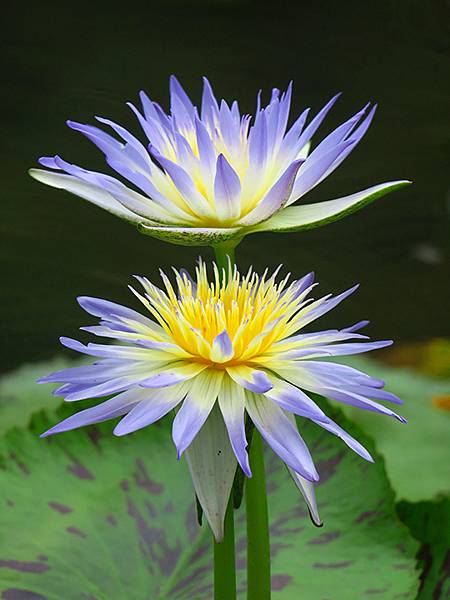 中國解封遊‧南京(二)‧玄武湖(上)‧賞荷(Xuanwu L