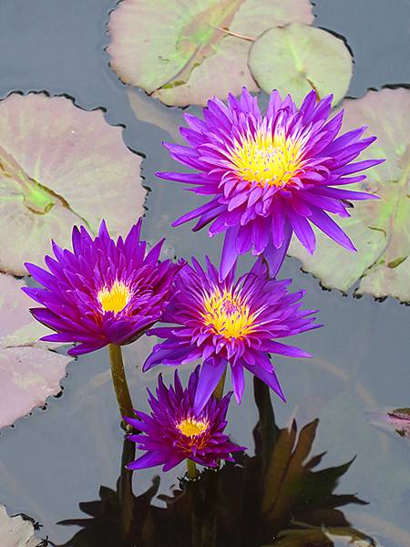 中國解封遊‧南京(二)‧玄武湖(上)‧賞荷(Xuanwu L