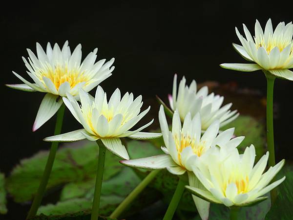 中國解封遊‧南京(二)‧玄武湖(上)‧賞荷(Xuanwu L