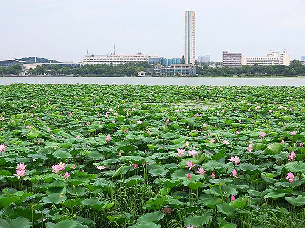 中國解封遊‧南京(二)‧玄武湖(上)‧賞荷(Xuanwu L
