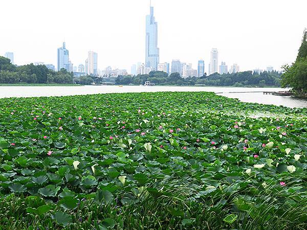 中國解封遊‧南京(二)‧玄武湖(上)‧賞荷(Xuanwu L