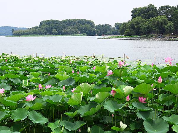 中國解封遊‧南京(二)‧玄武湖(上)‧賞荷(Xuanwu L