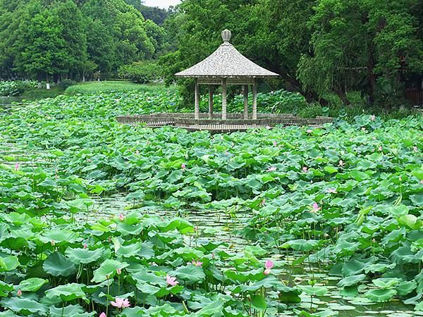 中國解封遊‧南京(二)‧玄武湖(上)‧賞荷(Xuanwu L