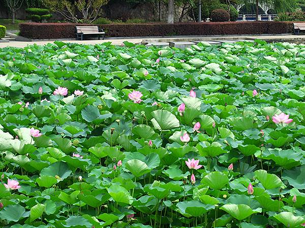 中國解封遊‧南京(二)‧玄武湖(上)‧賞荷(Xuanwu L