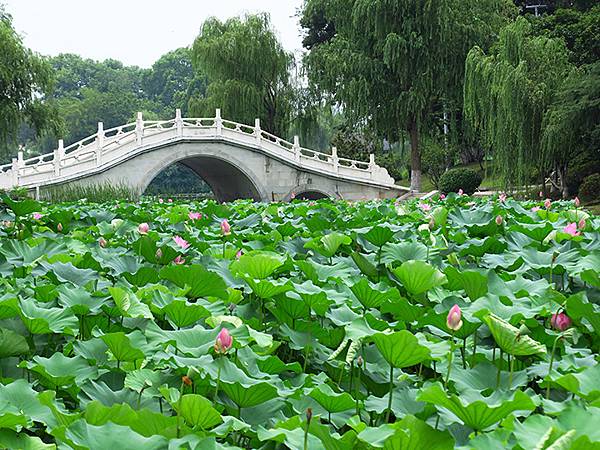 中國解封遊‧南京(二)‧玄武湖(上)‧賞荷(Xuanwu L