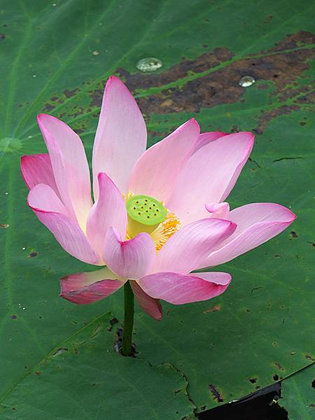 中國解封遊‧南京(二)‧玄武湖(上)‧賞荷(Xuanwu L