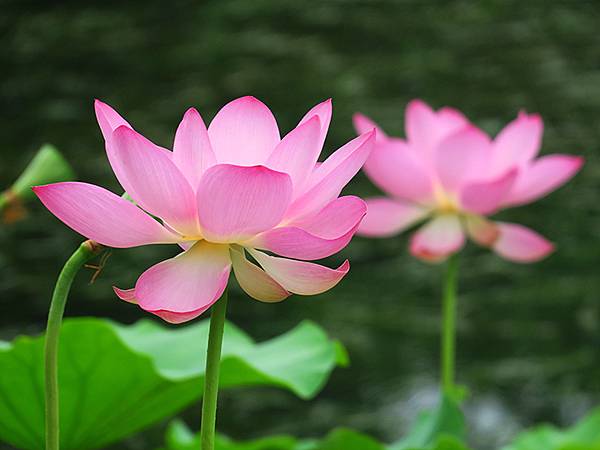 中國解封遊‧南京(二)‧玄武湖(上)‧賞荷(Xuanwu L