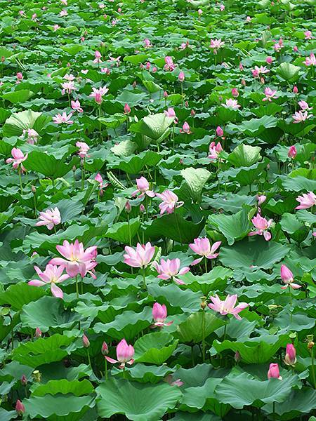 中國解封遊‧南京(二)‧玄武湖(上)‧賞荷(Xuanwu L