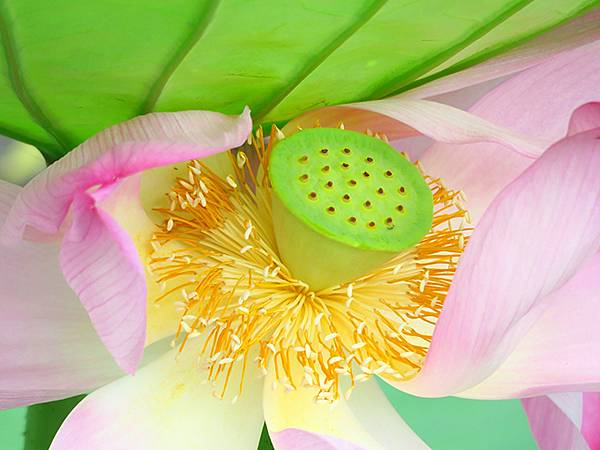 中國解封遊‧南京(二)‧玄武湖(上)‧賞荷(Xuanwu L