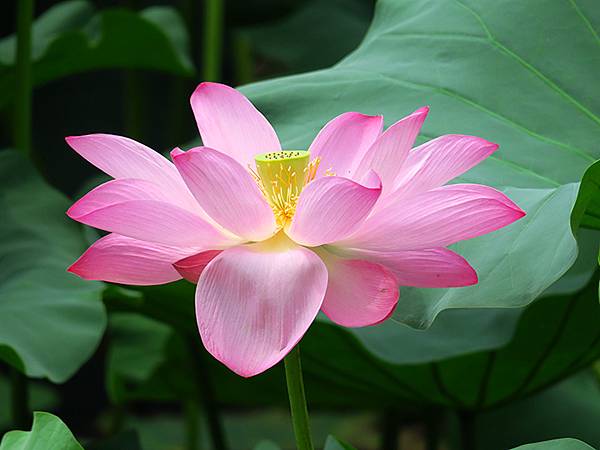 中國解封遊‧南京(二)‧玄武湖(上)‧賞荷(Xuanwu L