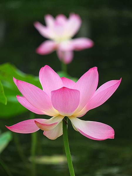 中國解封遊‧南京(二)‧玄武湖(上)‧賞荷(Xuanwu L