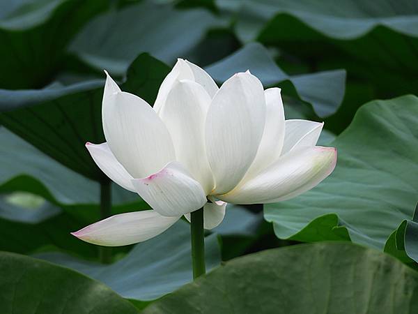 中國解封遊‧南京(二)‧玄武湖(上)‧賞荷(Xuanwu L