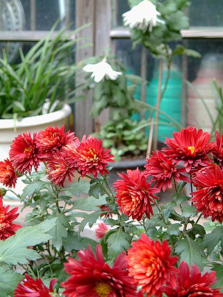 中國‧南京‧一些舊照(Nanjing Memory) 中國‧南京‧一些舊照(Nanjing Memory)