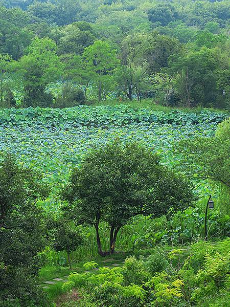 中國解封遊‧杭州(一)‧西溪溼地(Xixi Wetland) 中國解封遊‧杭州(一)‧西溪溼地(Xixi Wetland)