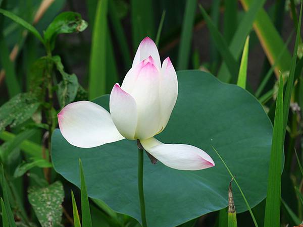 中國解封遊‧杭州(一)‧西溪溼地(Xixi Wetland) 中國解封遊‧杭州(一)‧西溪溼地(Xixi Wetland)