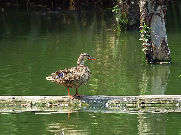 中國解封遊‧杭州(一)‧西溪溼地(Xixi Wetland) 中國解封遊‧杭州(一)‧西溪溼地(Xixi Wetland)